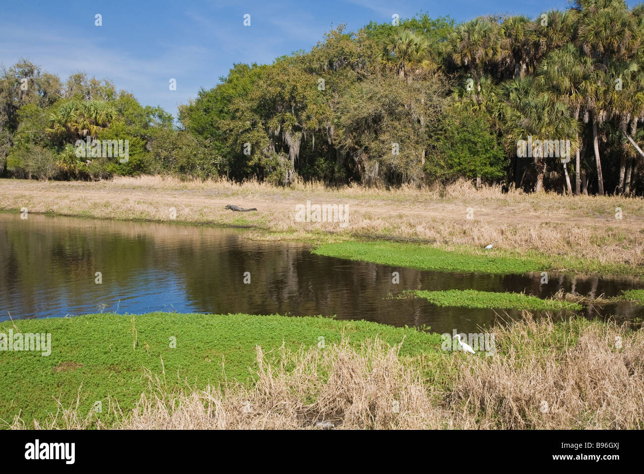Airone Blu e a coccodrillo Myakka River State Park in Sarasota Florida Foto Stock