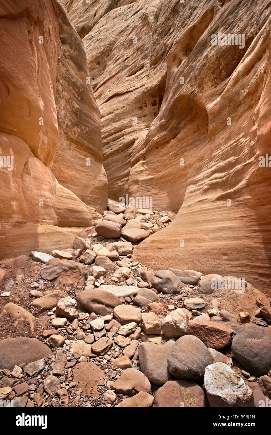 Poco cavallo selvaggio canyon dello Utah STATI UNITI D'AMERICA Foto Stock