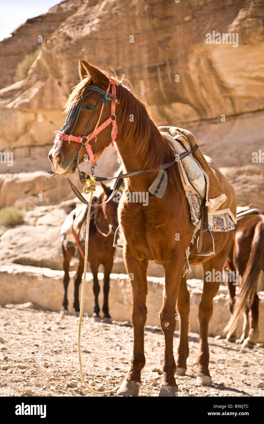 Un cavallo pronto a prendere un turista attraverso il Siq di Petra in Giordania Foto Stock