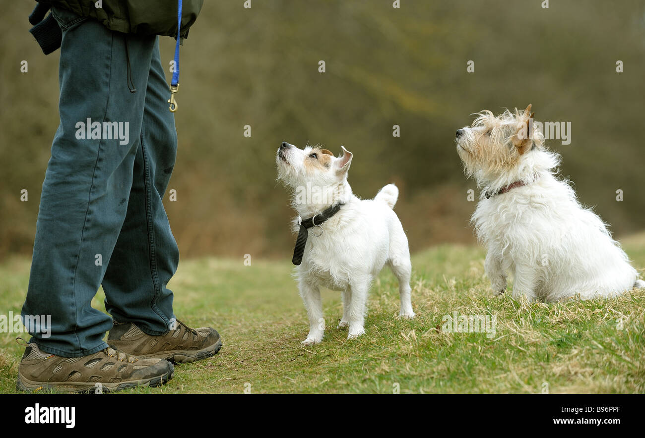 Jack Rusell cani a mendicare per una passeggiata con il loro maestro Foto Stock