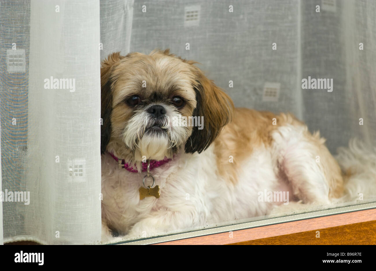 Cute cane a guardare fuori dalla finestra della casa in Treorchy Rhondda Valley South Wales UK Foto Stock