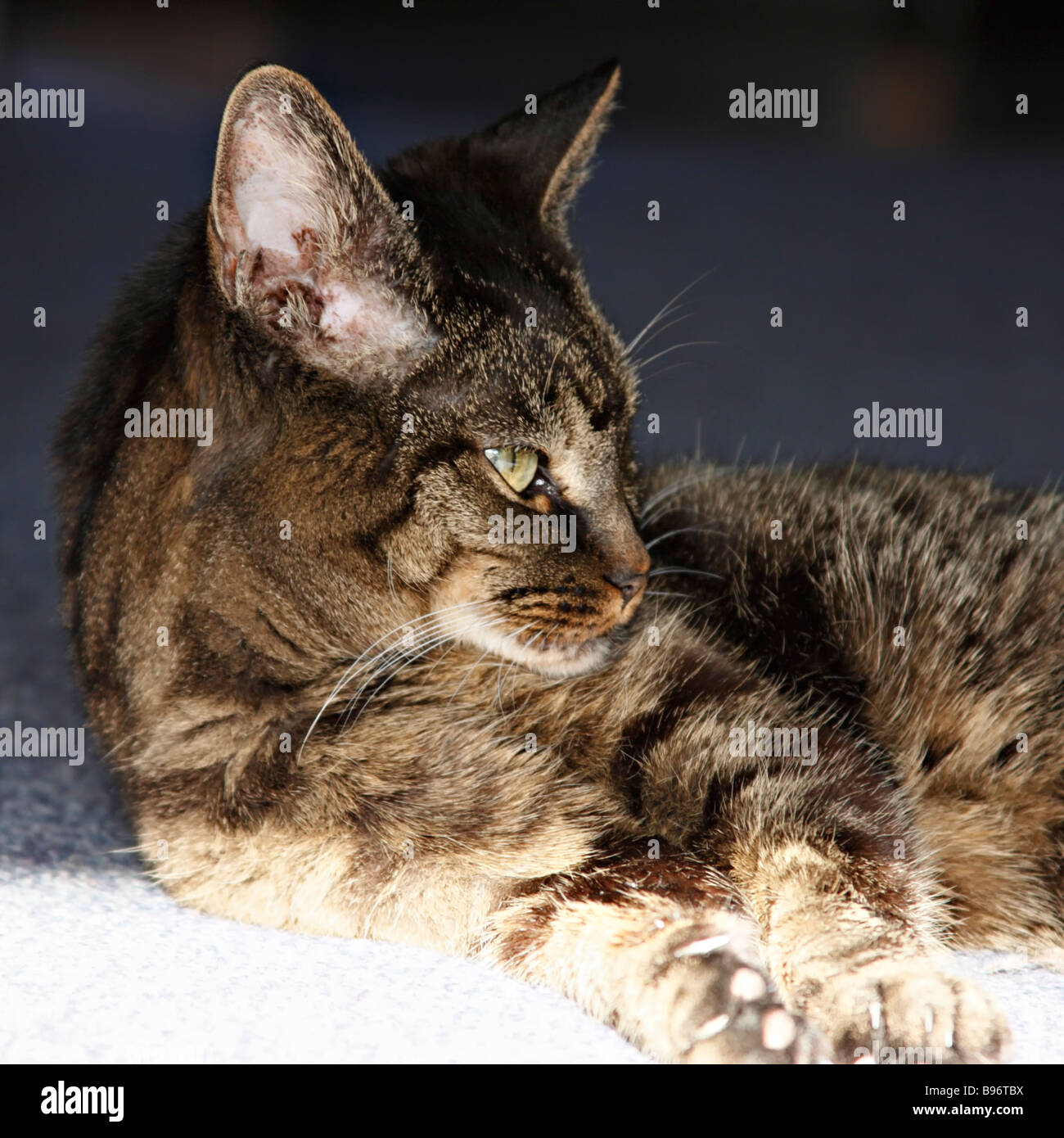 American Shorthair Gatto sdraiato in presenza di luce solare. Foto Stock