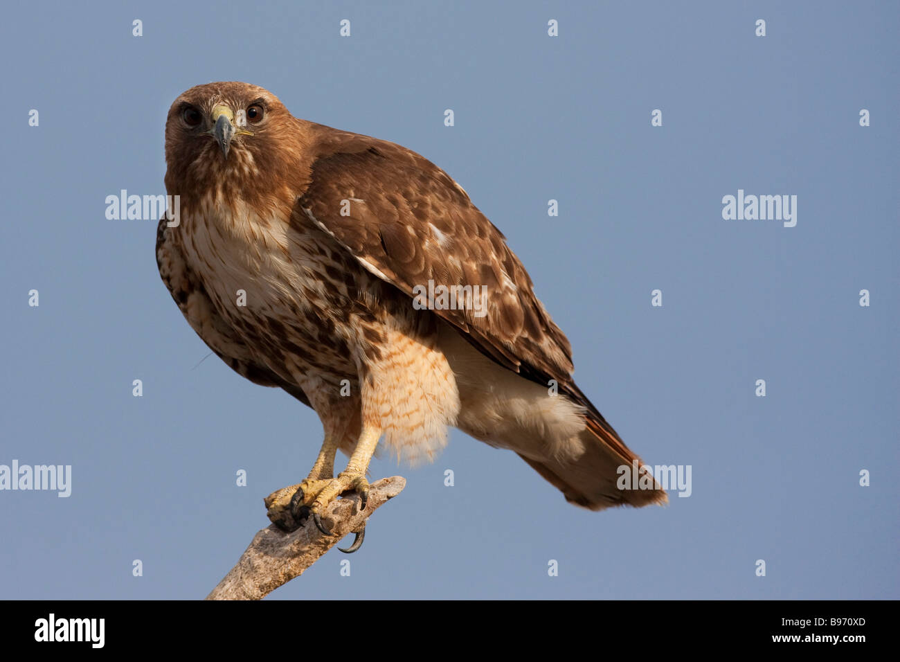 Red Tailed Hawk seduto su un ramo in TuleLake Wildlife Refuge nella California settentrionale Foto Stock