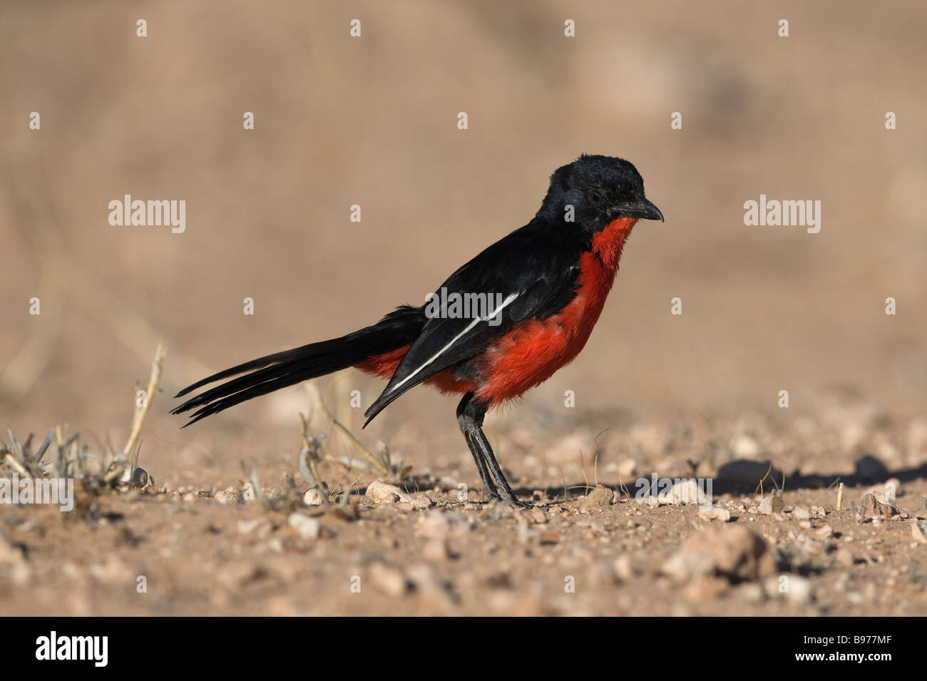 Crimson breasted shrike Laniarius atrococcineus Kgalagadi Parco transfrontaliero Northern Cape Sud Africa Foto Stock
