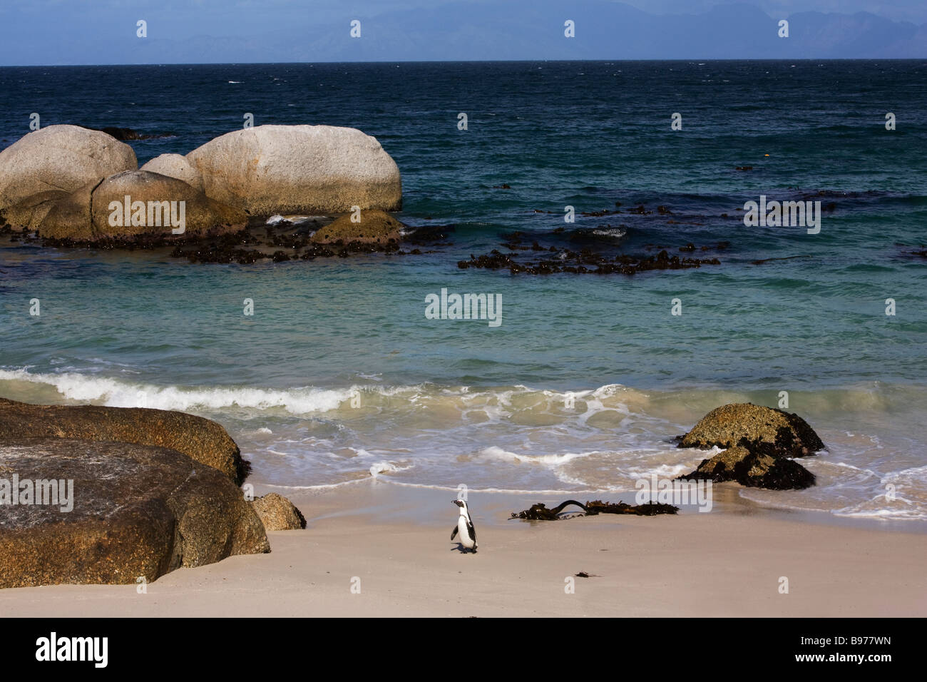 Pinguino africano Spheniscus demersus Table Mountain National Park Città del Capo Sud Africa Foto Stock