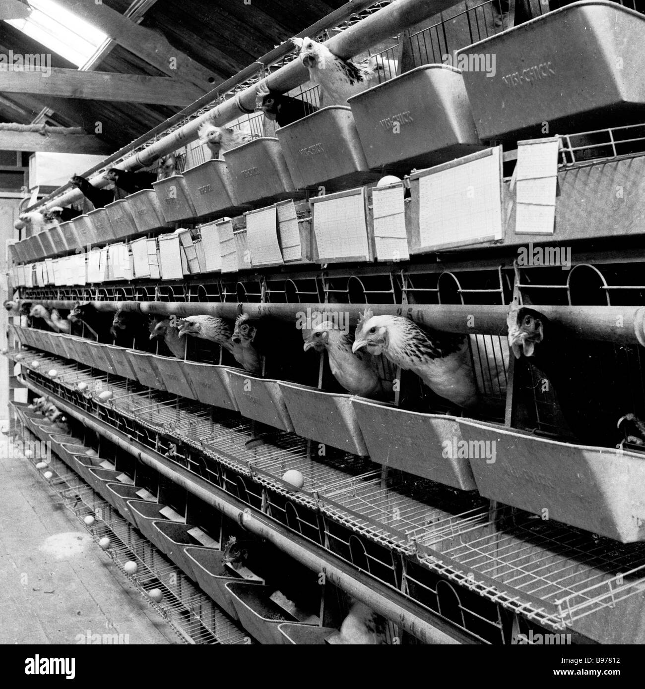 Produzione di uova nel 1950s. File di galline di batteria ovodeposizione in piccole gabbie metalliche collegate, Inghilterra, Regno Unito. Foto Stock