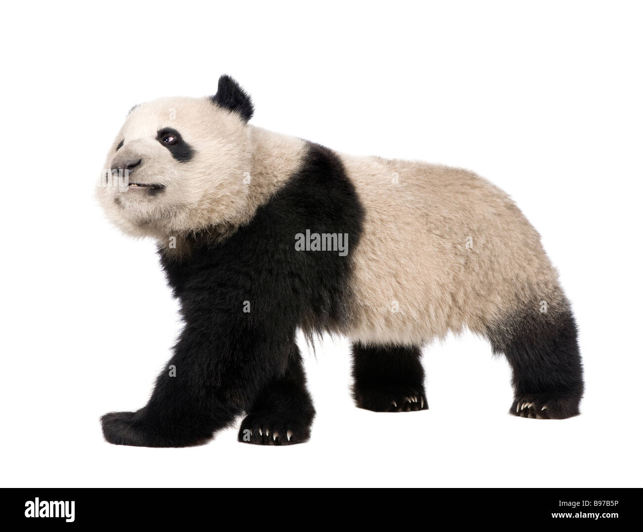 Panda gigante diciotto mesi Ailuropoda melanoleuca davanti a uno sfondo bianco Foto Stock