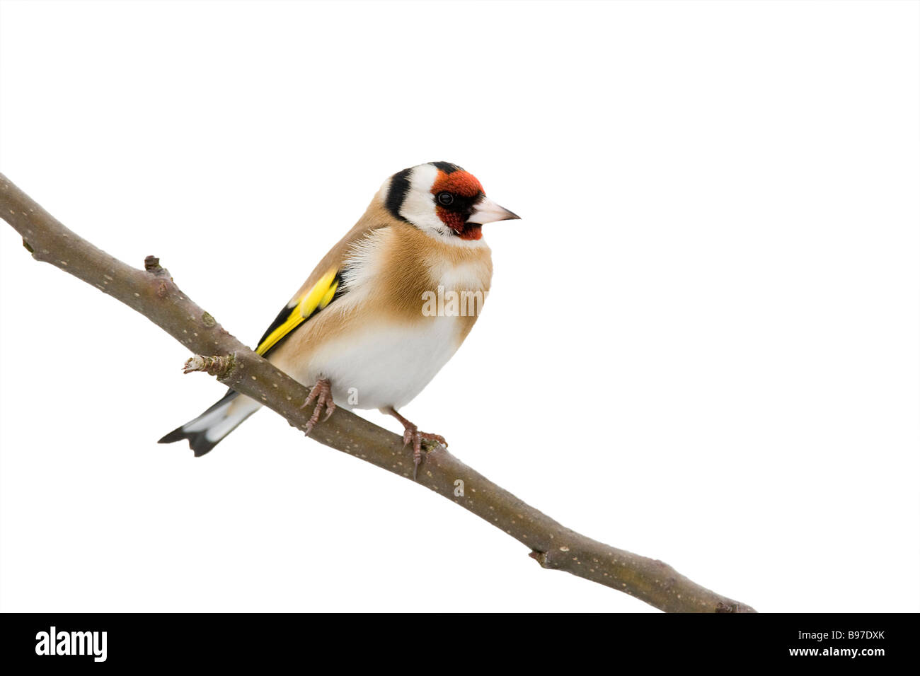 Oro Finch intaglio Foto Stock