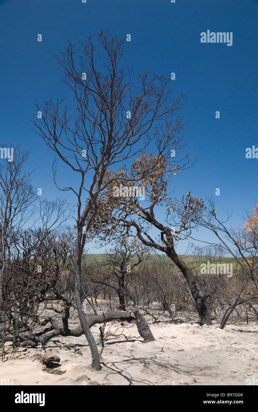 Alberi bruciati post bushfire in Australia Occidentale Foto Stock