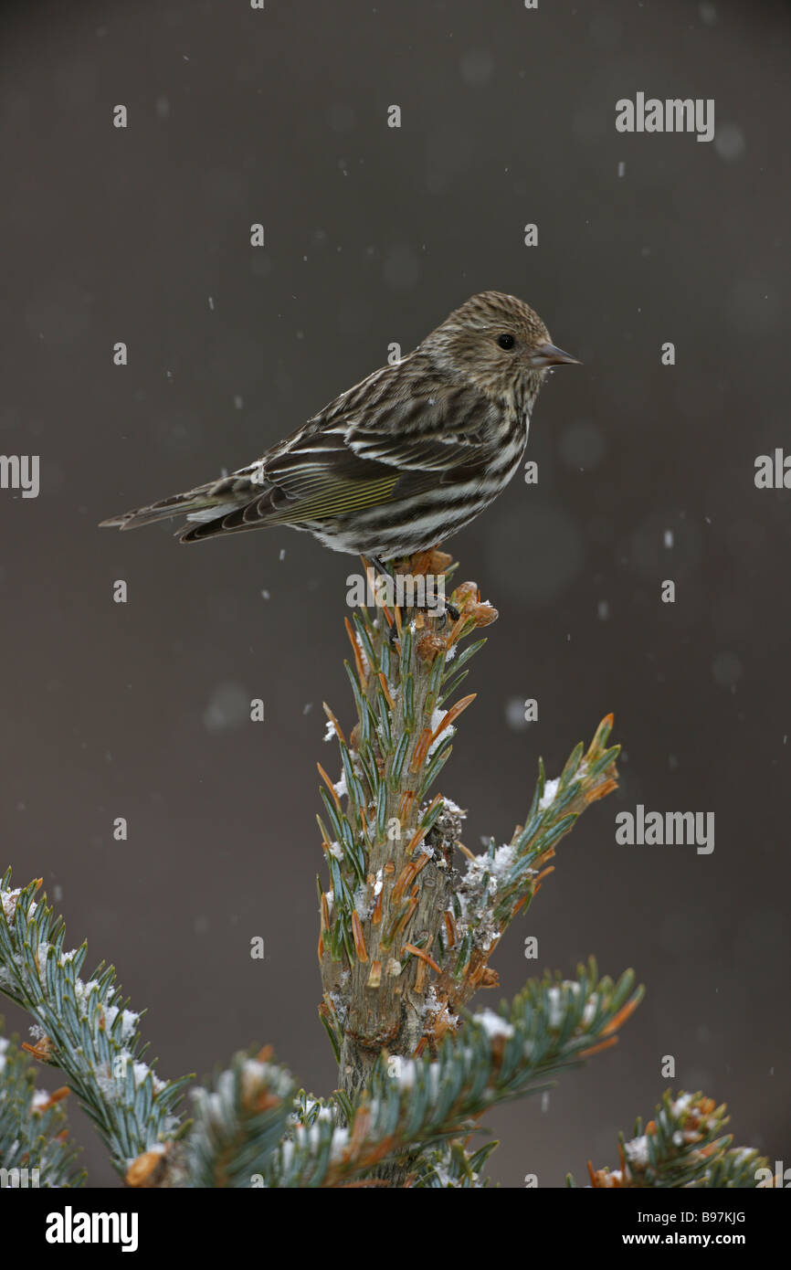 Pino (Lucherino Carduelis pinus) appollaiato a New York - USA - si trovano principalmente in aprire la foresta di conifere Foto Stock