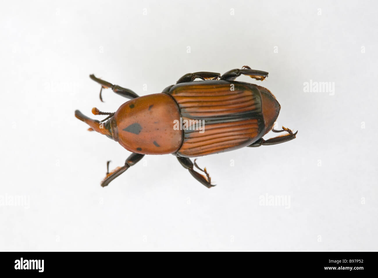 Red Palm Curculione Rynchophorus ferrogineus morti Foto Stock