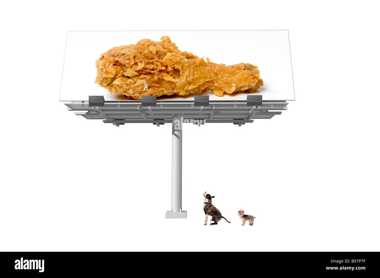 Cane guardando il cartellone con il cibo su di esso Foto Stock
