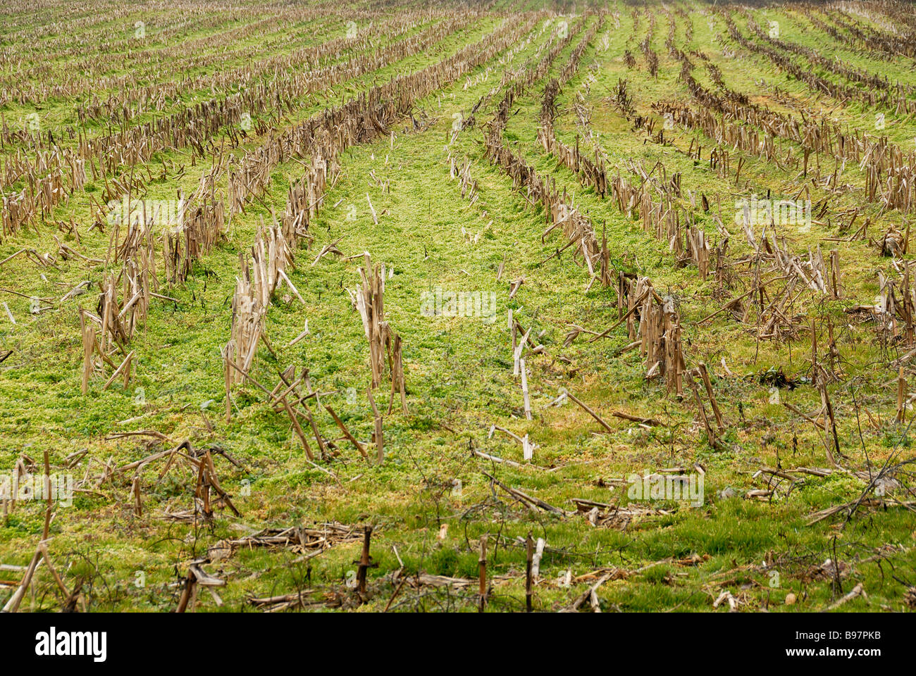 Raccolte vuoto il campo di mais North Georgia USA Foto Stock