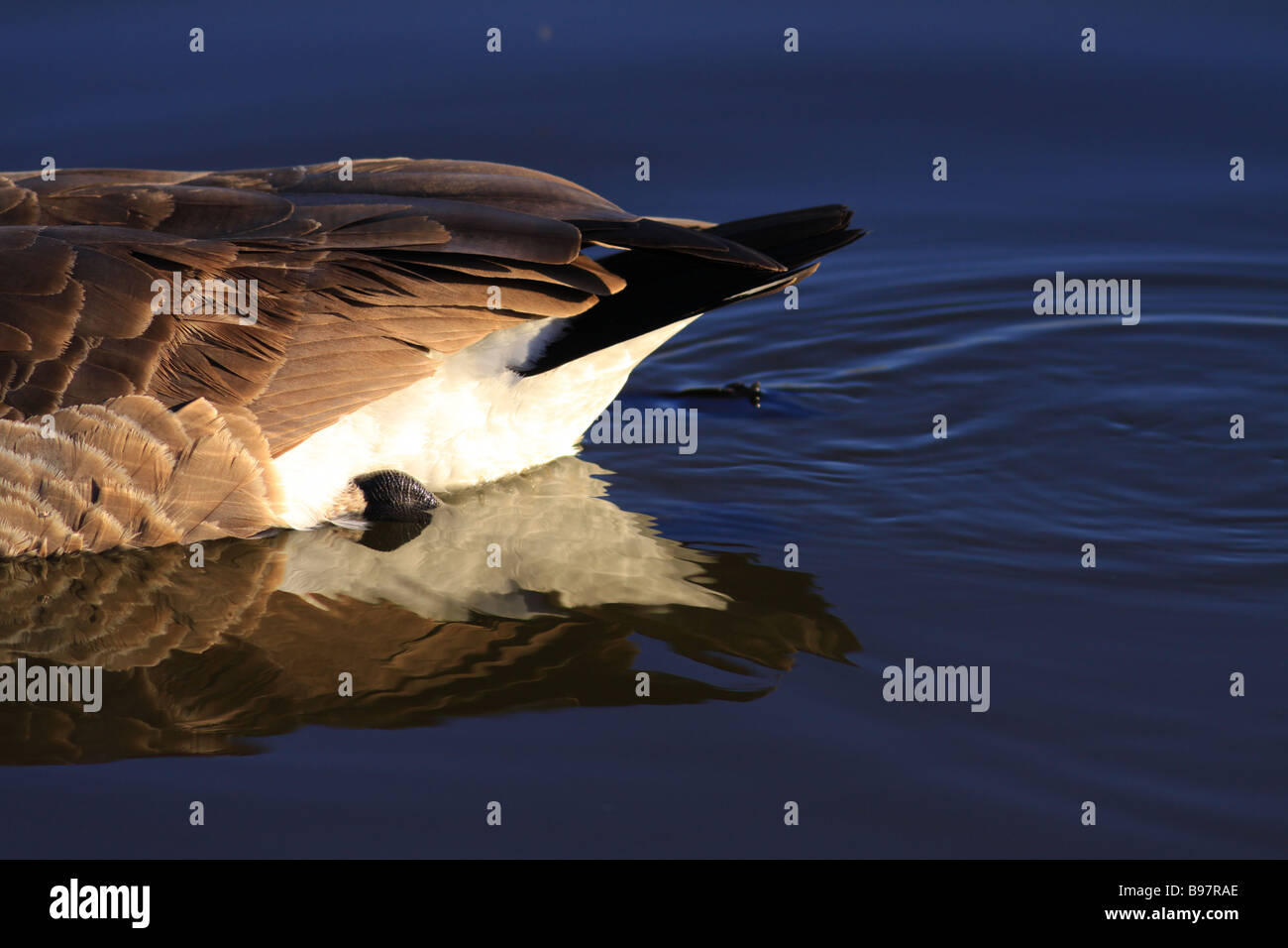 Estremità della coda di una piscina canada goose Foto Stock