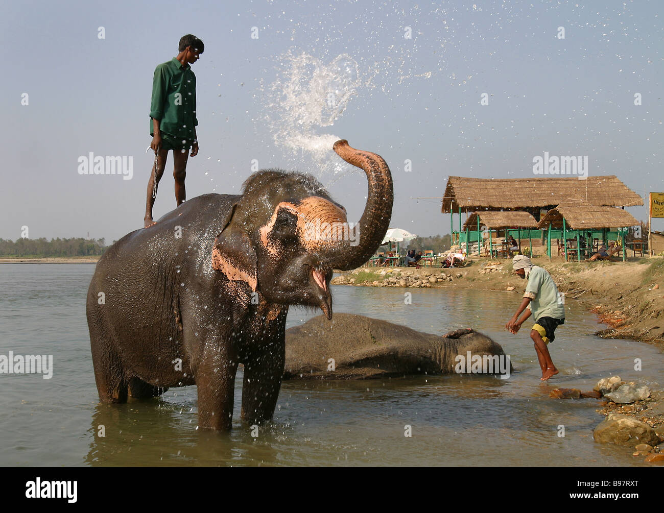 Lavorando Asiatico elefanti fare il bagno nel fiume Rapti a Sauraha, Nepal. Foto Stock