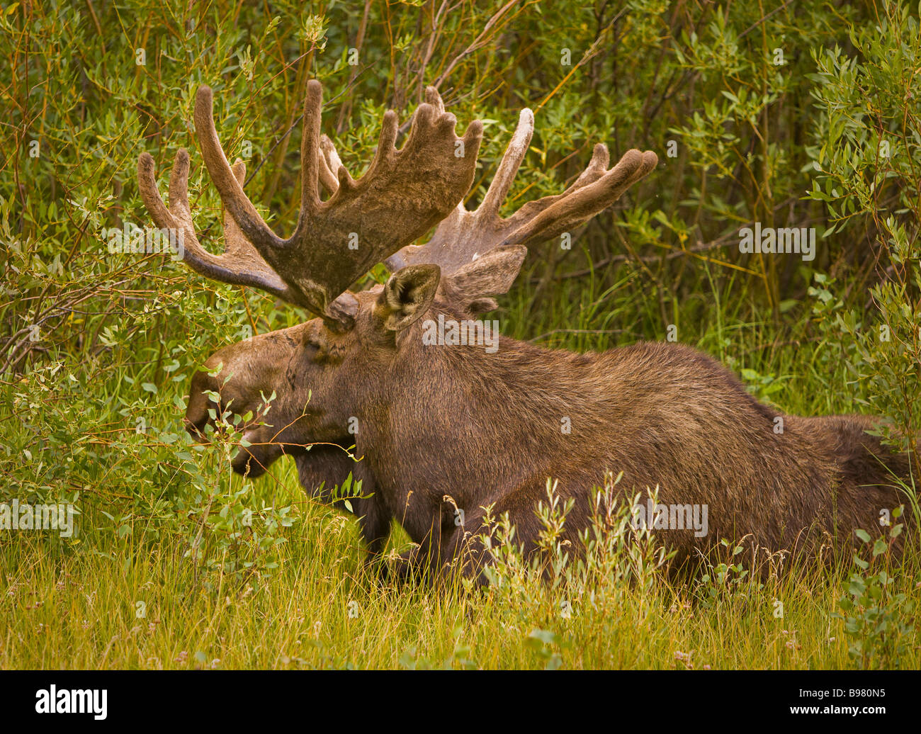 WYOMING USA Bull moose Alces alces vicino lanca piegare in Grand Teton National Park Foto Stock