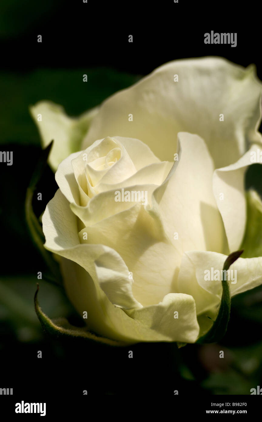 Close-up di un bianco bocciolo di rosa Foto Stock