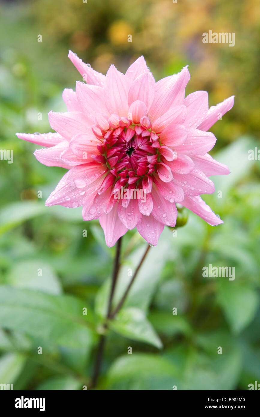 La rugiada-coperta rosa dalia Foto Stock