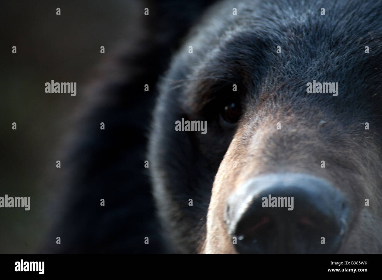 Captive Himalayan Black Bear Ursus thibetanus/Selenarctos thibetanus al Padmaja Naidu Himalayan Zoological Park, Darjeeling Foto Stock