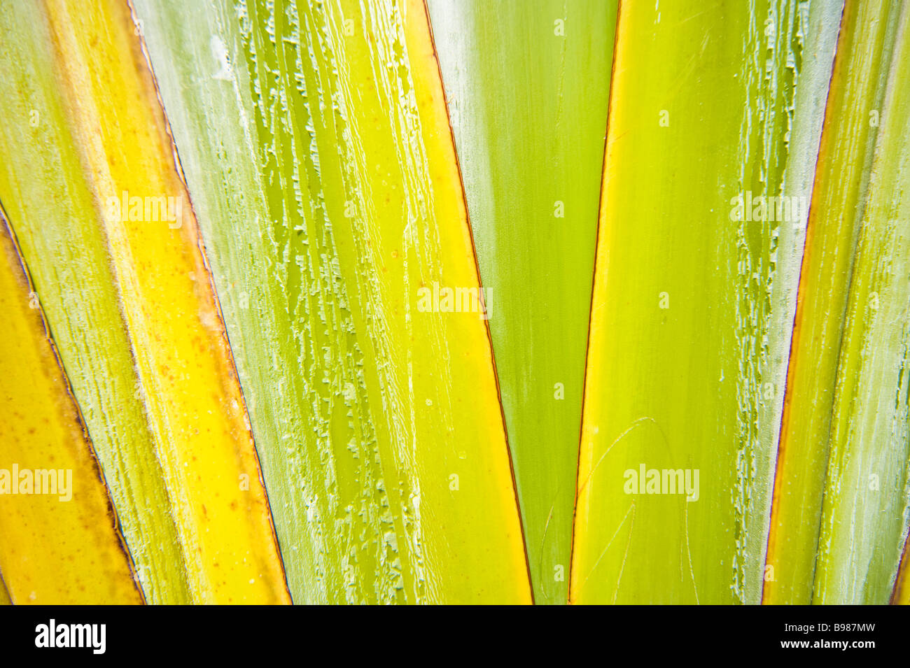 I viaggiatori Palm tree closeup La Réunion Francia Oceano Indiano | Baum der Reisenden, palme, Nahaufnahme, La Reunion, Frankreich Foto Stock