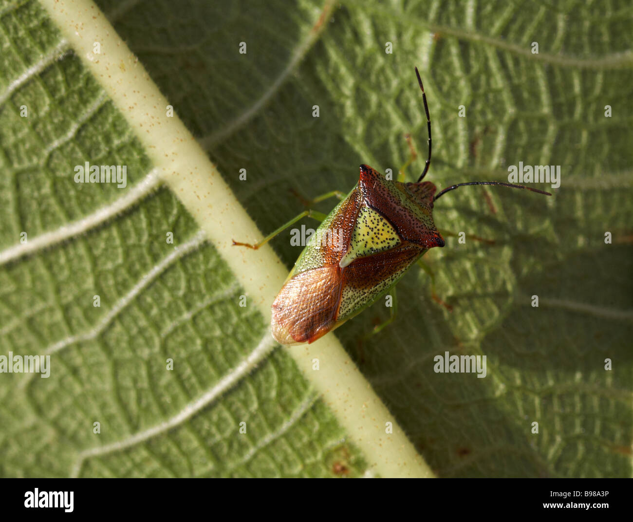 Insetti di scudo di biancospino, Aanticosoma emorroidale, insetti di scolo, in foglia a Dorset, Regno Unito nel mese di ottobre Foto Stock