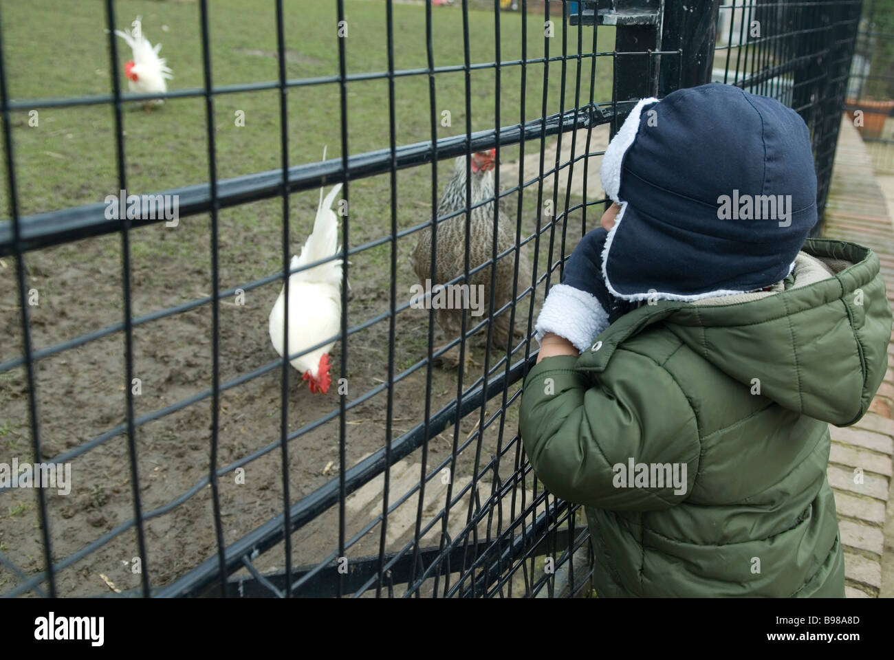 Ragazzo che guarda al pollo in azienda attraverso la recinzione Foto Stock