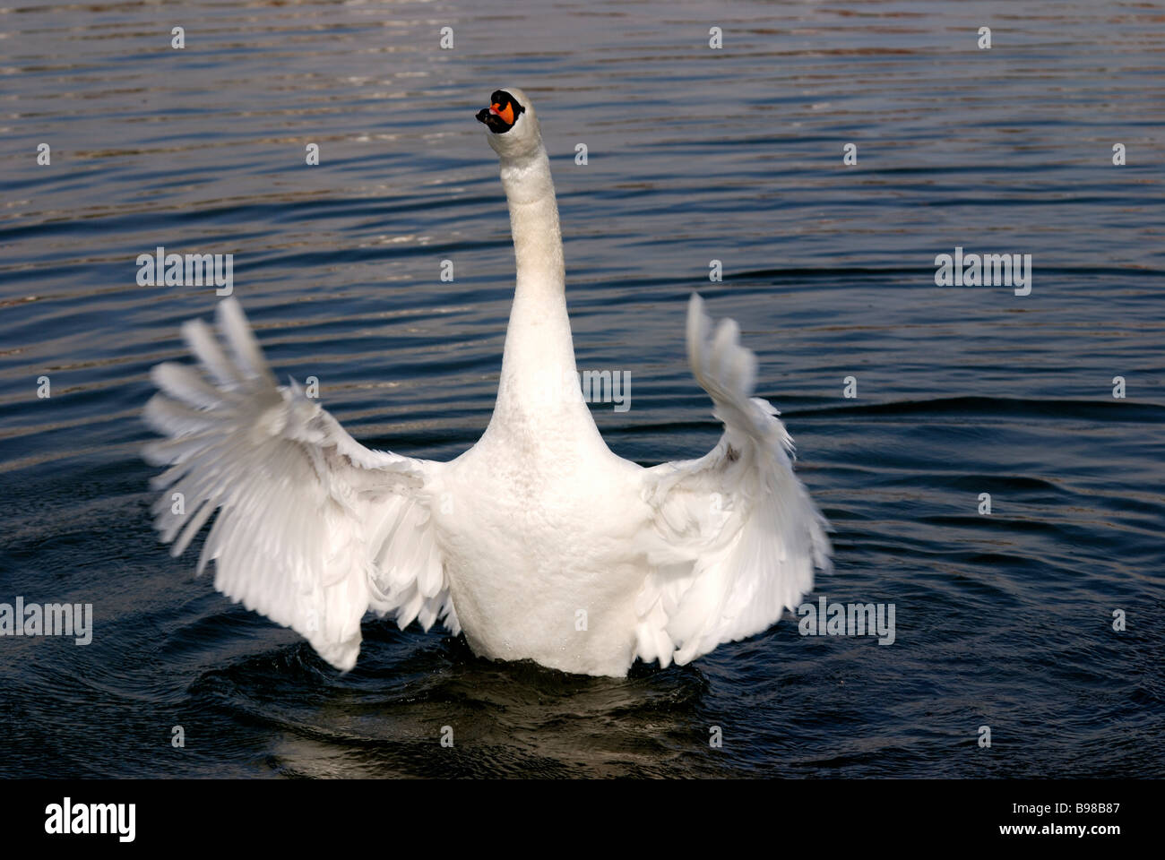 Un Cigno sollevata diffondere le sue ali Foto Stock