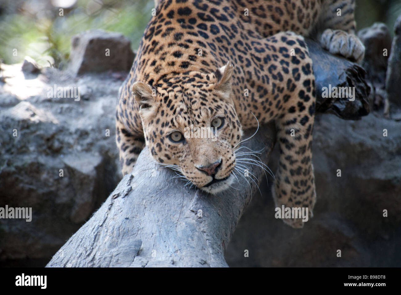 Snow Leopard - Uncia uncia o Panthera uncia - a Padmaja Naidu Himalayan Zoological Park, Darjeeling Foto Stock