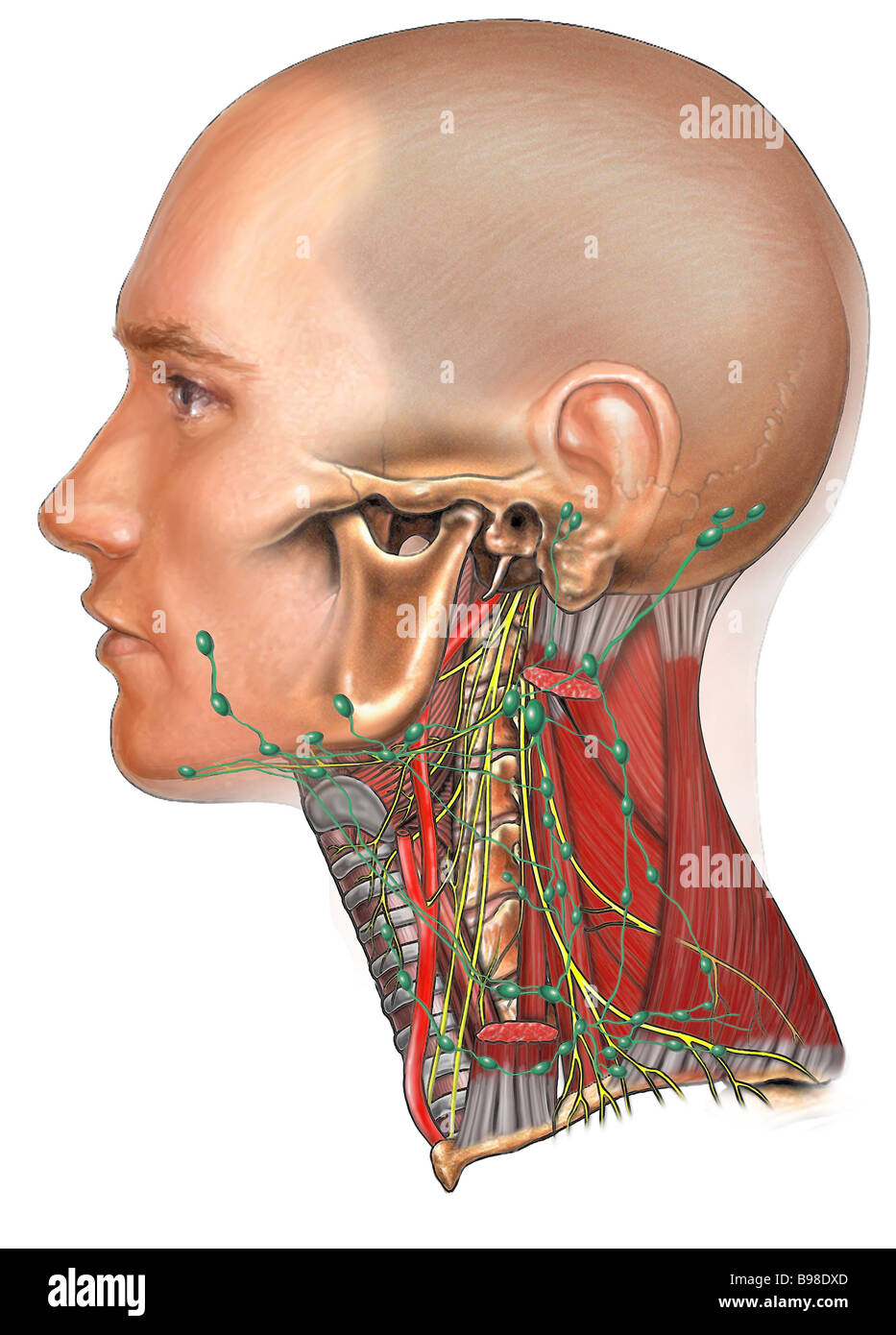 Linfonodi della testa e del collo Foto stock - Alamy