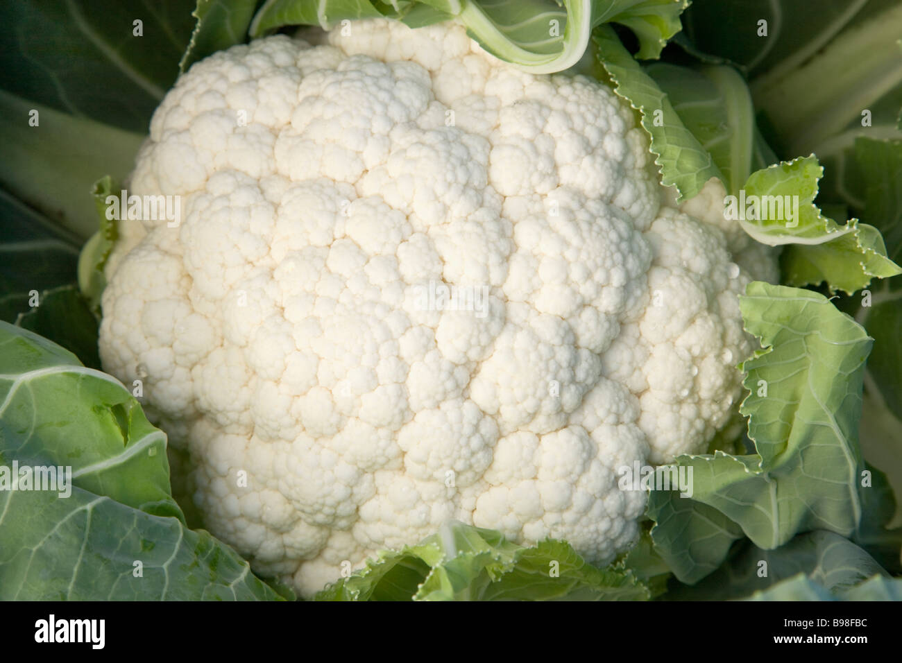 Vista dettagliata del cavolfiore, coltivate con metodo biologico, Foto Stock