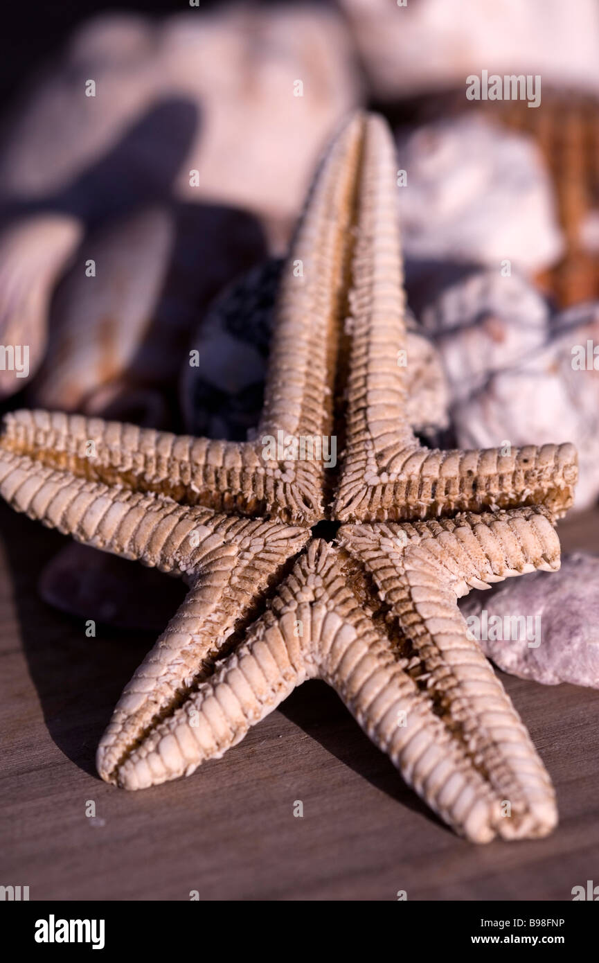 Stella di mare e conchiglie di mare Foto Stock