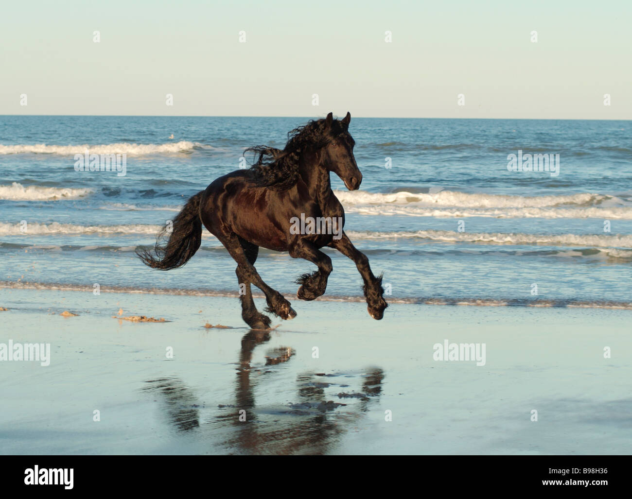 Il frisone horse running sulla spiaggia Foto Stock