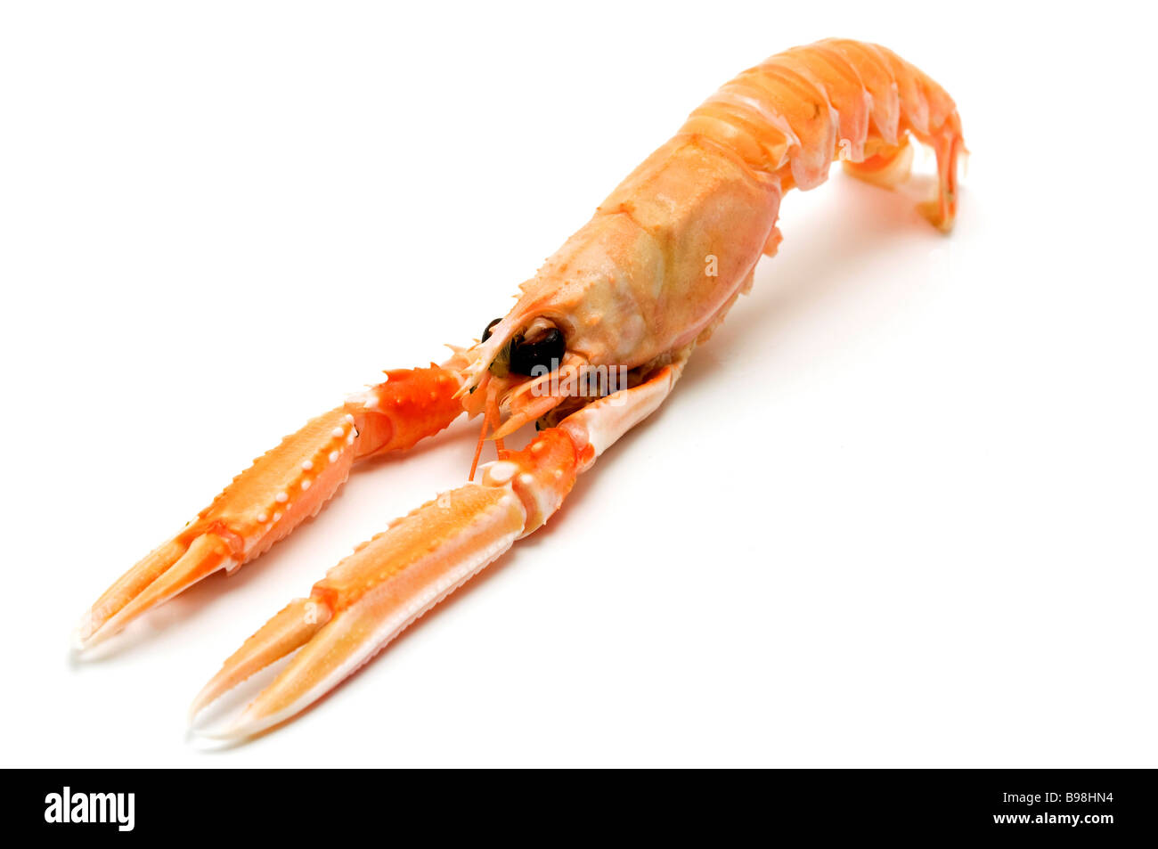 Scampo Nephrops norvegicus su sfondo bianco Foto Stock