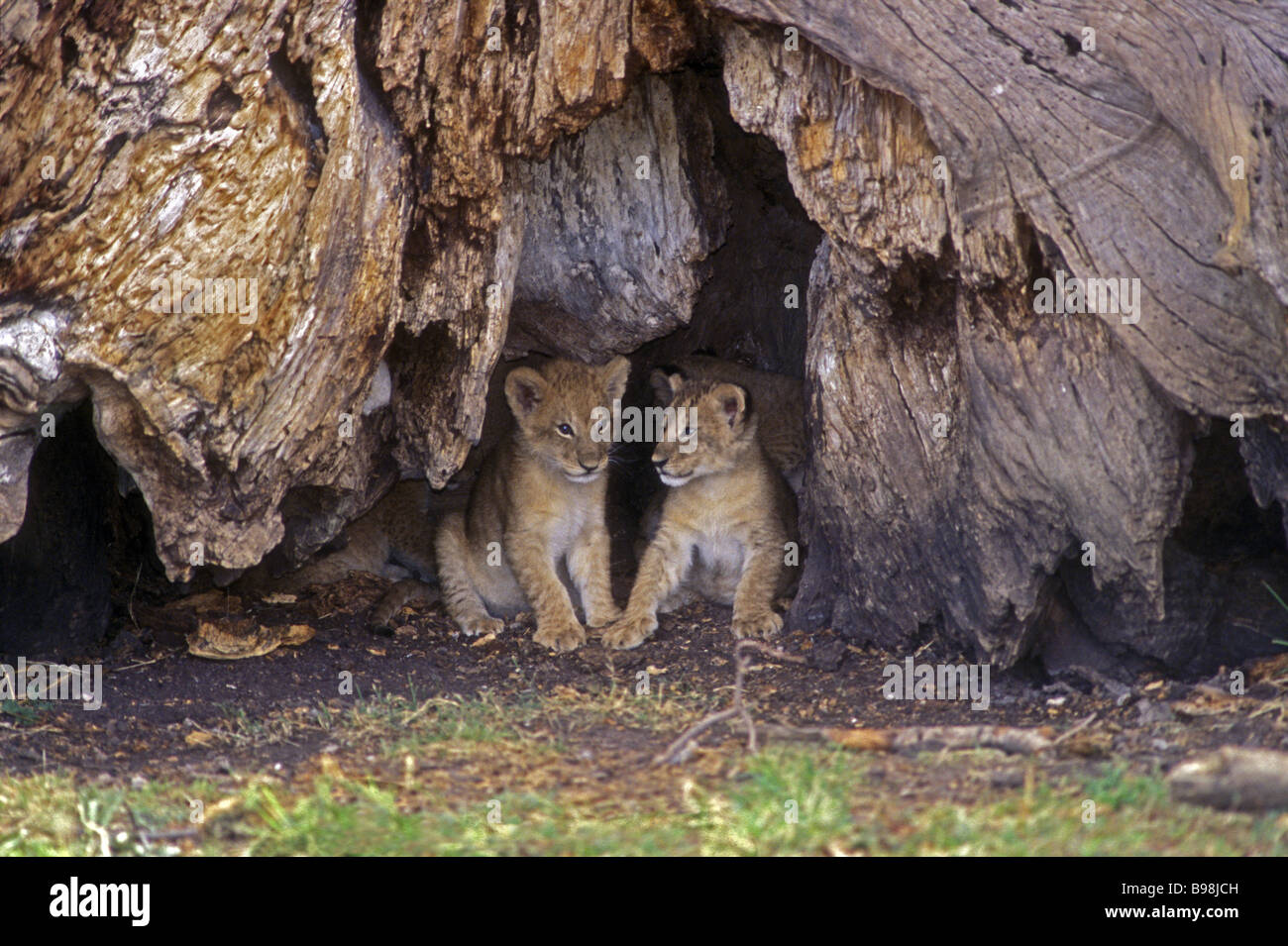 Due baby lion cubs all'ingresso den sotto il tronco di un antico albero di fico Masai Mara riserva nazionale del Kenya Foto Stock