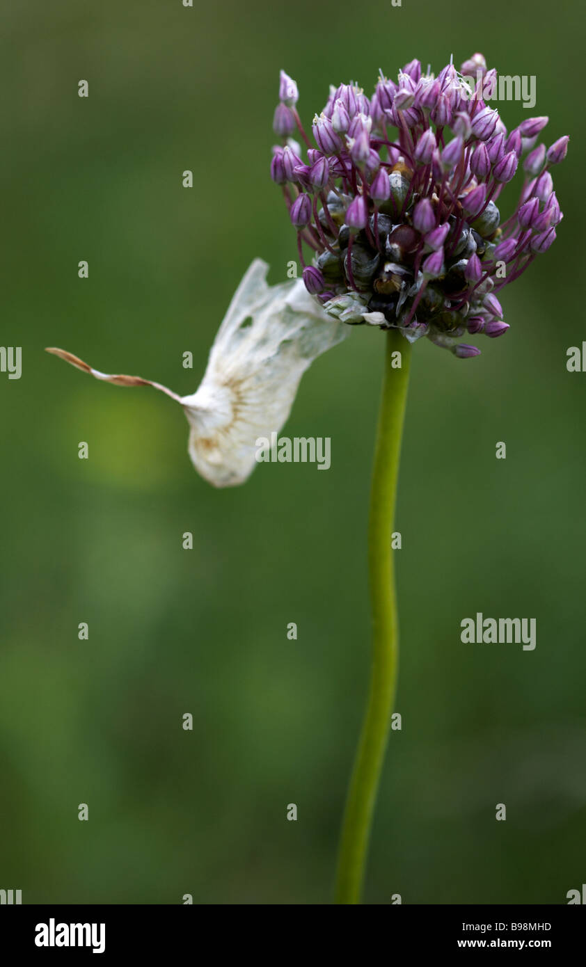 Crow aglio o cipolla selvatico, Allium vineale, con bract cartaceo in estate in Dorset Foto Stock