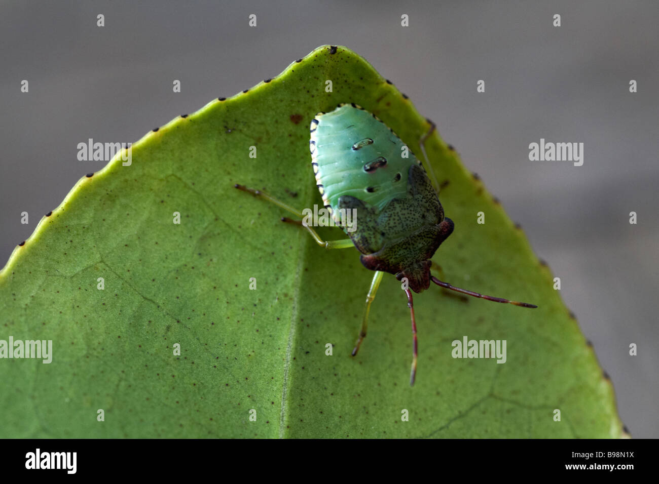 Nympth Hawthorn Shield bug, Aanticosoma emorroidale, stink bug su foglia a Dorset, Regno Unito nel mese di settembre Foto Stock