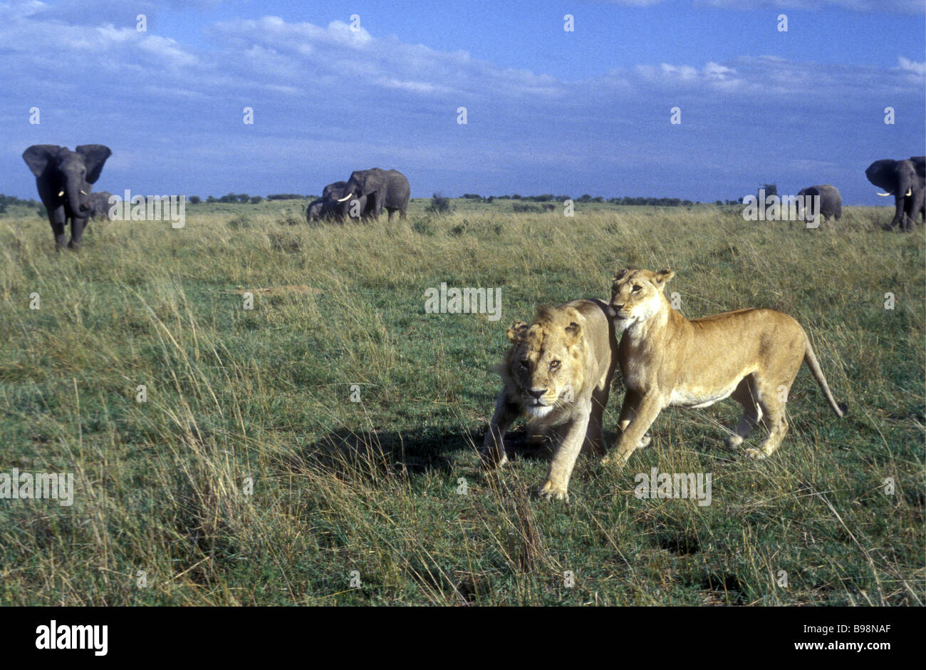 L'accoppiamento lion matura la fuga in esecuzione da elefanti di carica Masai Mara riserva nazionale del Kenya Africa orientale Foto Stock
