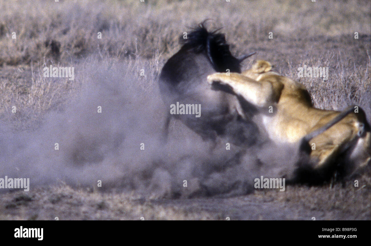 Leonessa cattura e tirando verso il basso un gnu Masai Mara riserva nazionale del Kenya Africa orientale Foto Stock