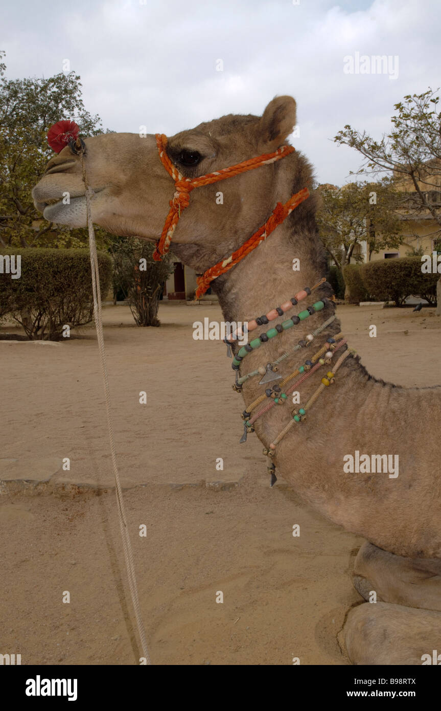 Un cammello testa ornata con una fila di perle in Jaigarh Fort Jaipur India Foto Stock