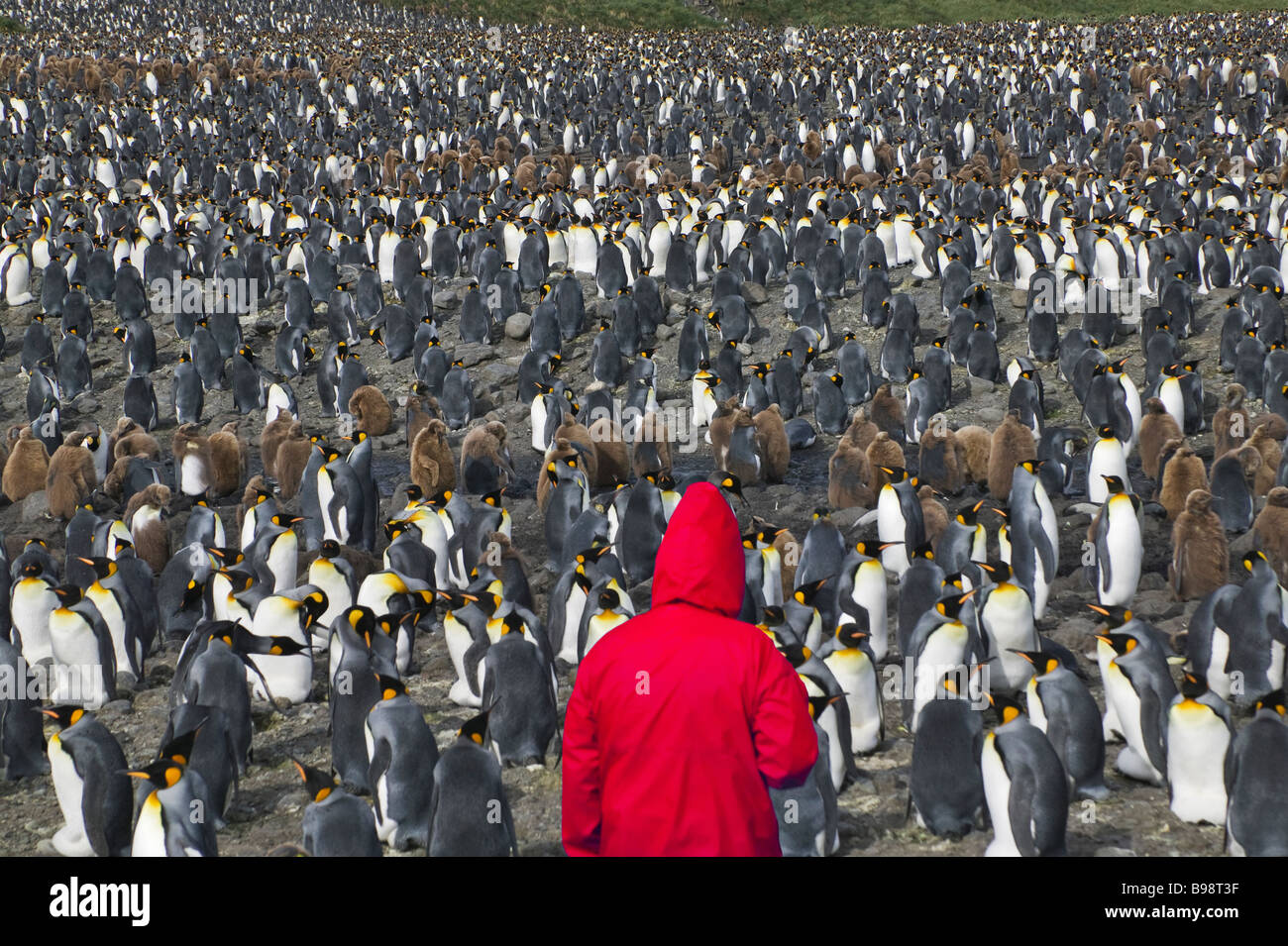 Turisti tra Re pinguini (Aptenodytes patagonicus) Salisbury Plain Georgia del Sud Antartide Foto Stock