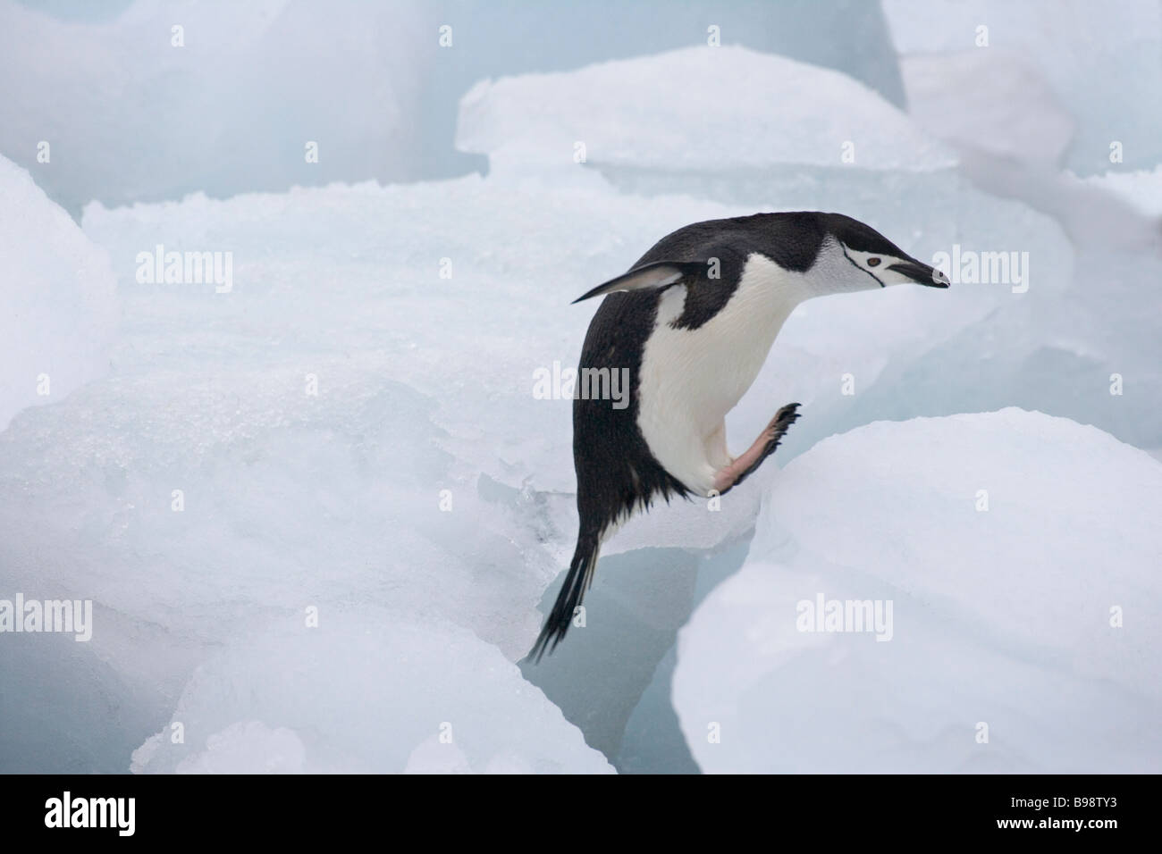 Pinguini Chinstrap (Pygoscelis antarcticus) saltando su ghiaccio Antartide Foto Stock