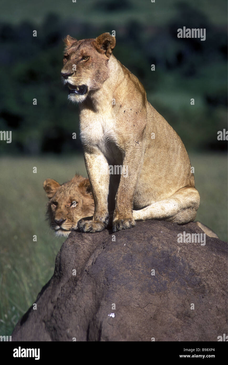 Due giovani leoni maschio appollaiato su un tumulo termite Masai Mara riserva nazionale del Kenya Africa orientale Foto Stock