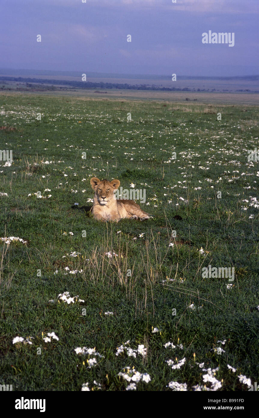 La metà maschio cresciuto LION CUB circondato da carta di spreco bianca fiori Masai Mara riserva nazionale del Kenya Africa orientale Foto Stock