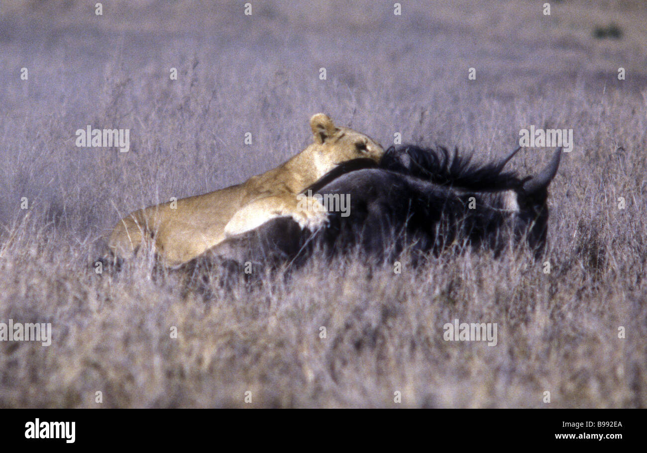 Leonessa cattura e tirando verso il basso un gnu Masai Mara riserva nazionale del Kenya Africa orientale Foto Stock