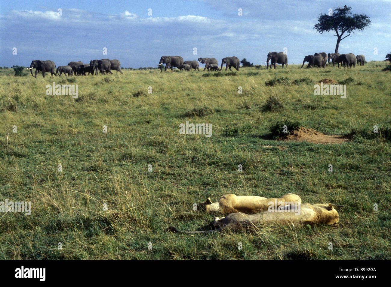 I Lions in appoggio come un branco di elefanti a piedi passato Masai Mara riserva nazionale del Kenya Africa orientale Foto Stock