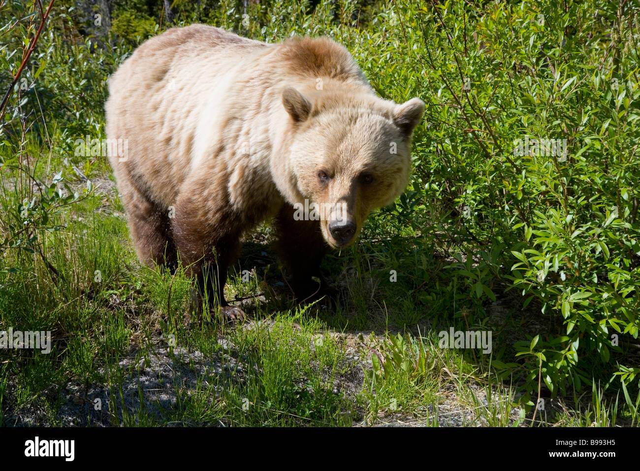 Orso grizzly il Parco Nazionale di Banff, Alberta, Canada Foto Stock
