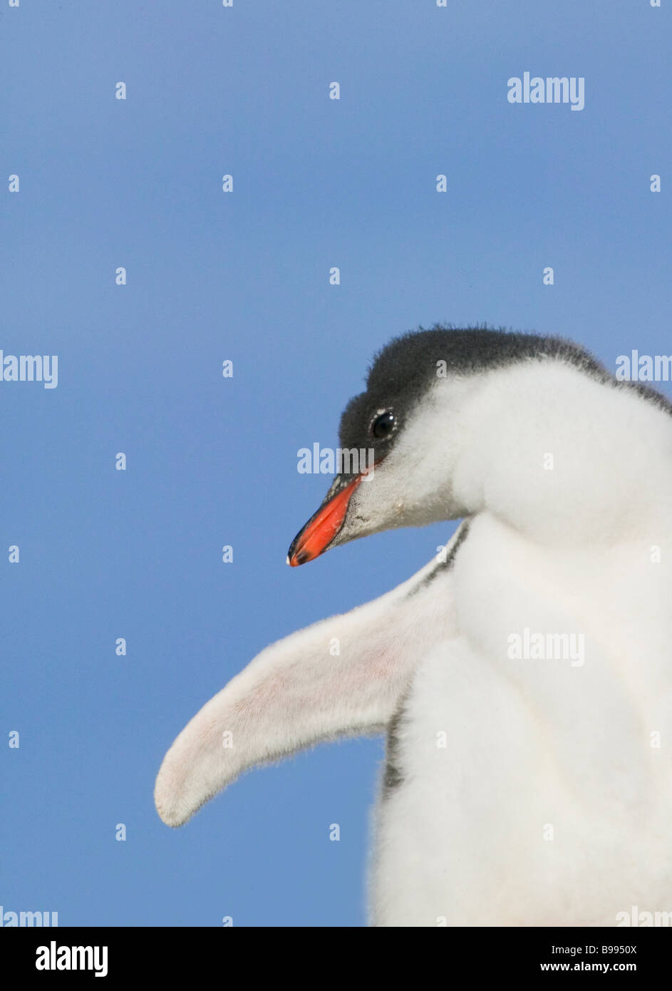 Pinguino Gentoo (Pygoscelis papua) chick Antartide Foto Stock