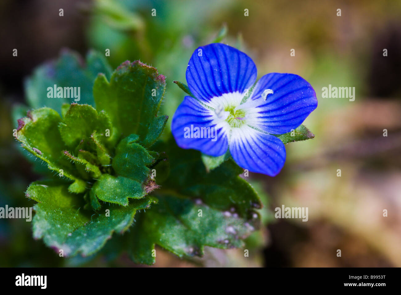 Campo comune-speedwell Foto Stock