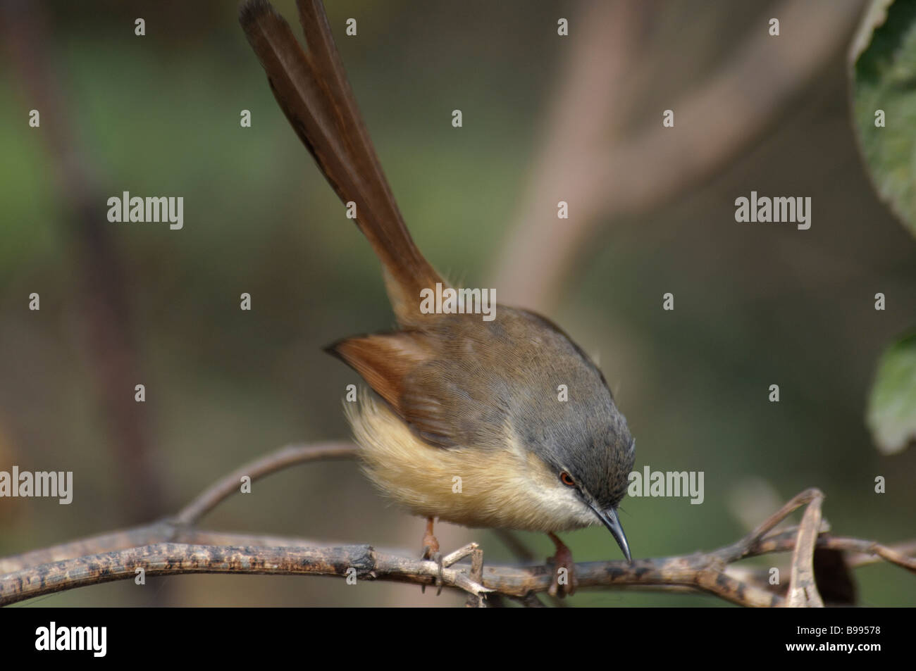 Ashy Prinia Prinia socialis in Okhla Bird Sanctuary India Foto Stock