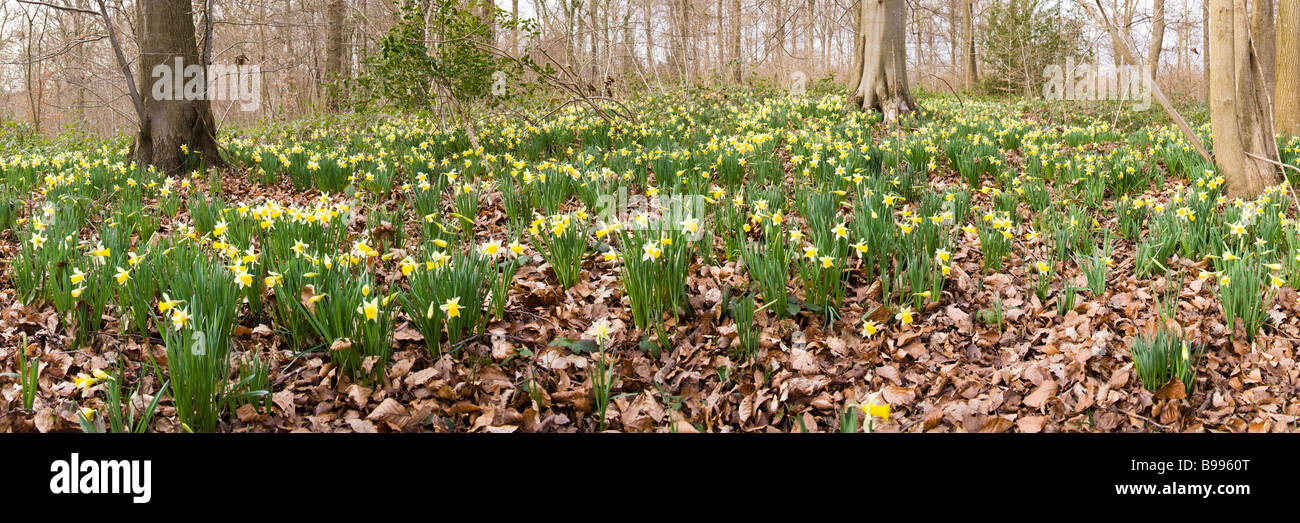 Una vista panoramica di narcisi selvatici nella valle Leadon vicino Dymock, Gloucestershire Foto Stock